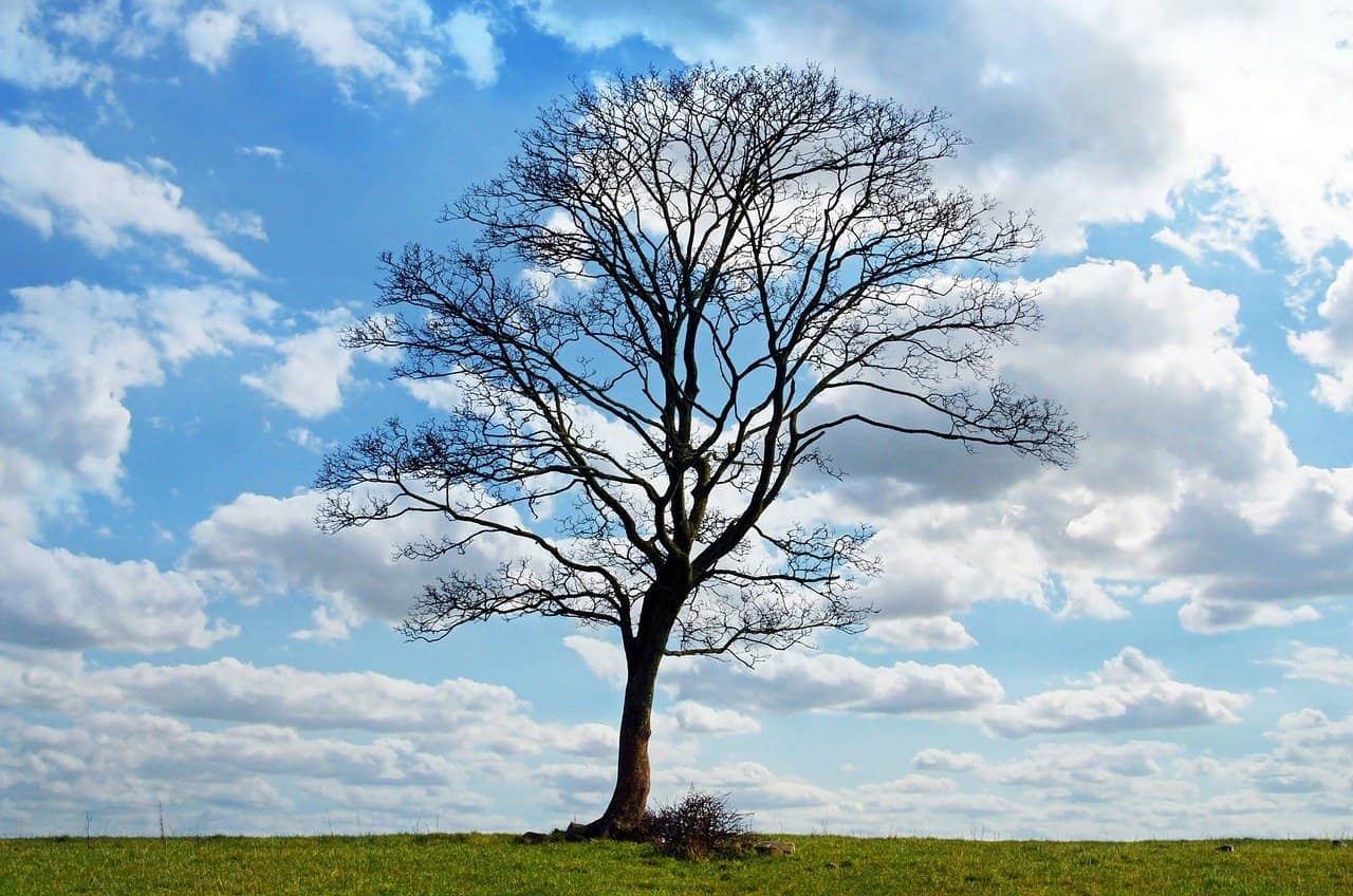 Baum auf einer Wiese, als Symbolbild für Baumkontrollen und Baumkataster 