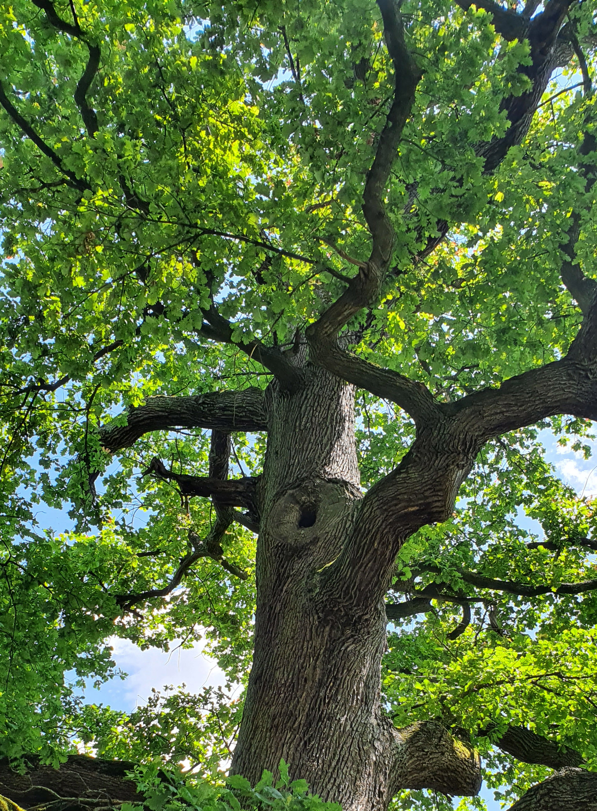 Eine Eiche, fotografiert bei Baumkontrollen der Green GIS GmbH